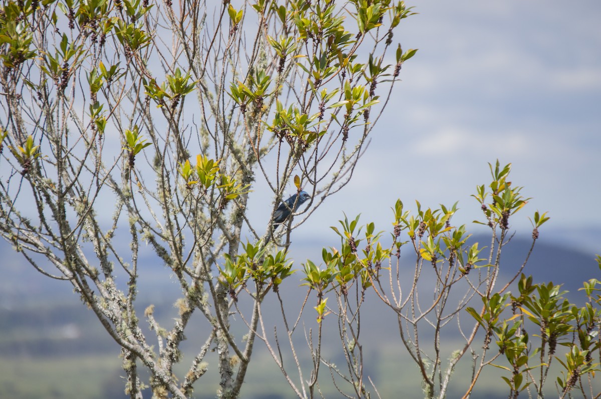 Glaucous-blue Grosbeak - ML383828061