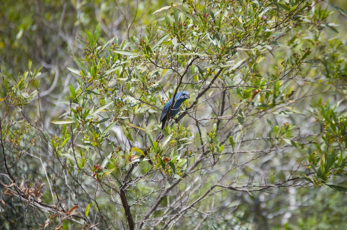 Glaucous-blue Grosbeak - ML383828071