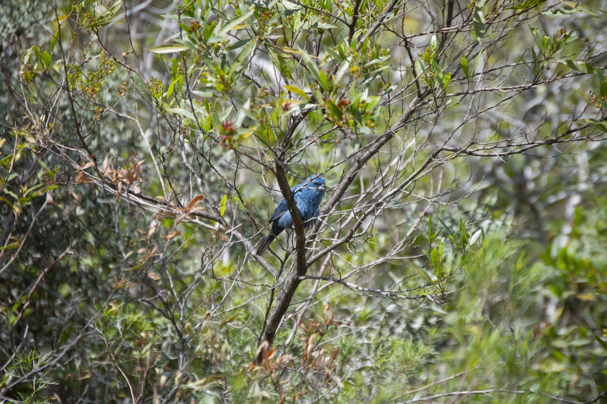 Glaucous-blue Grosbeak - ML383828081