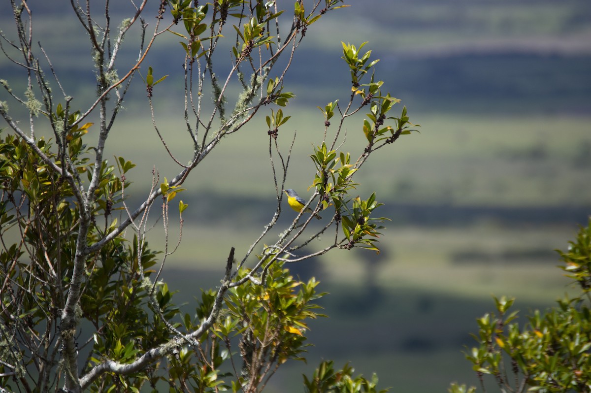 Parula Pitiayumí - ML383828171