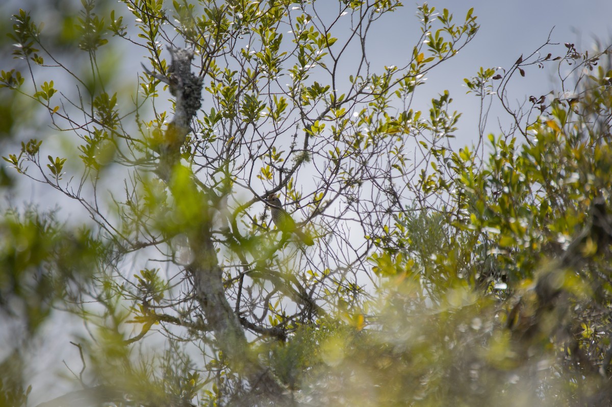 Rufous-capped Antshrike - ML383828201