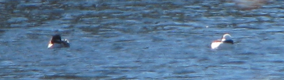 Bufflehead - ML38382861