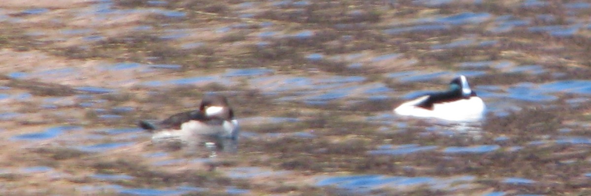 Bufflehead - ML38382871