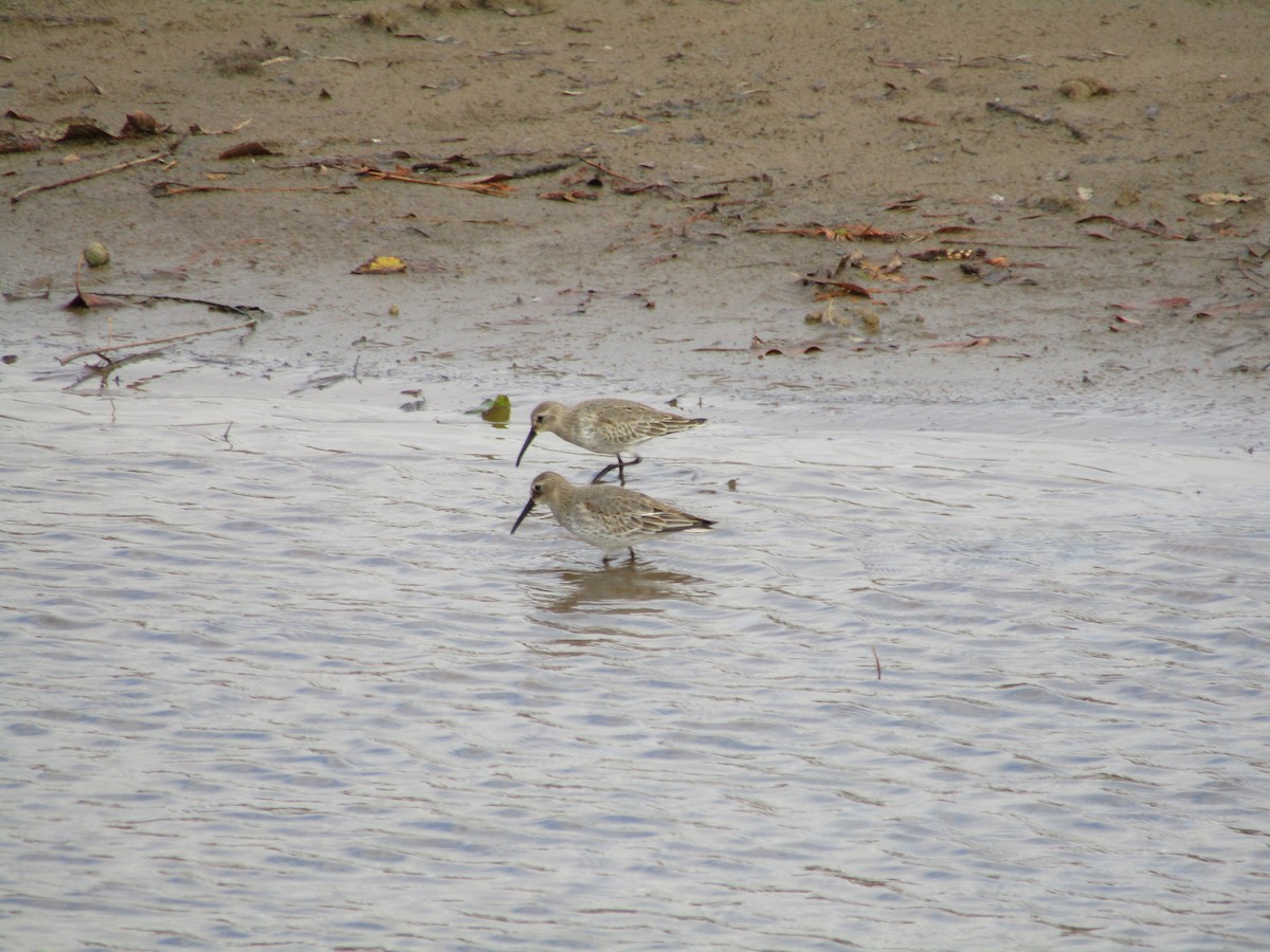 Dunlin - Stephen Schoon