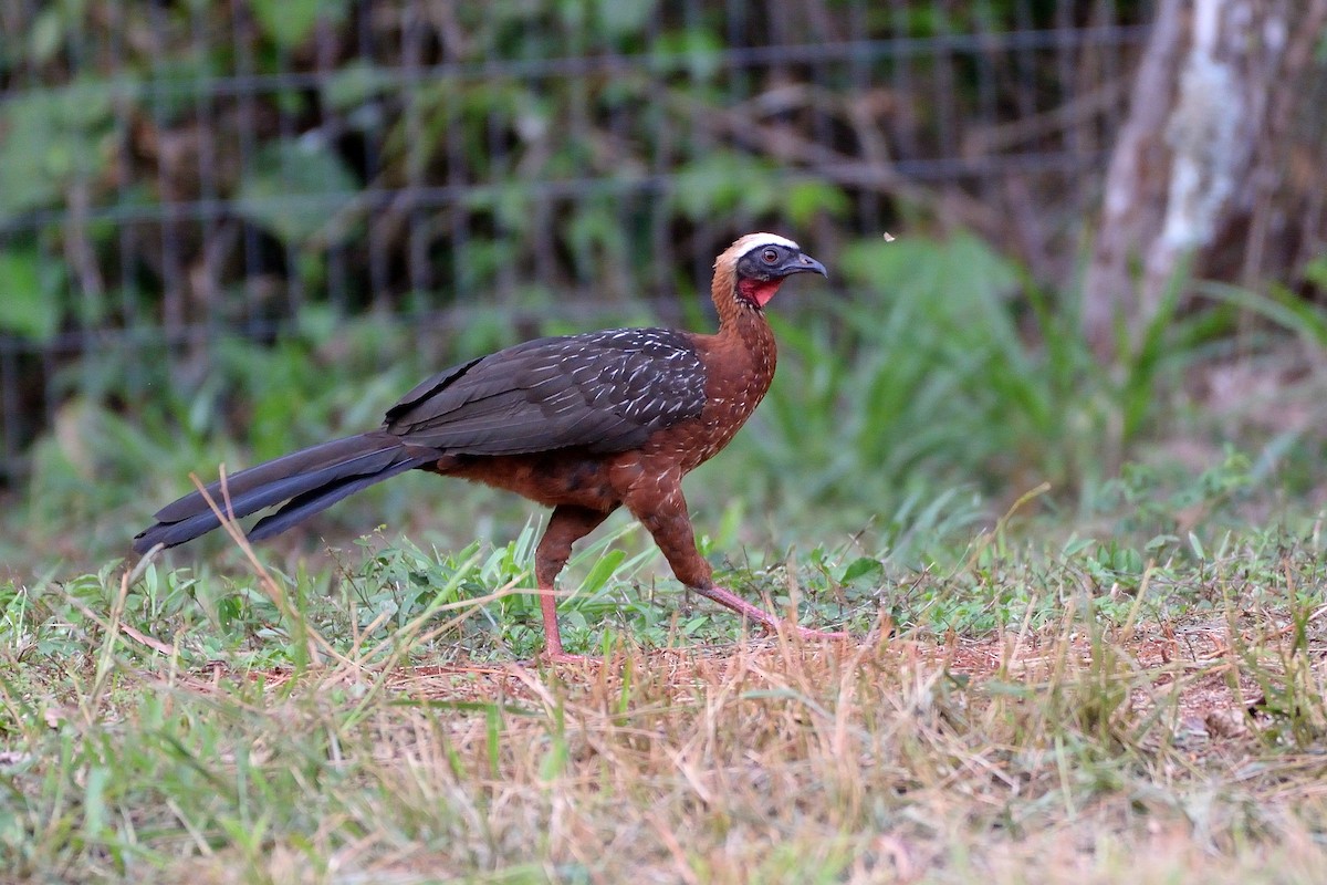 White-crested Guan - ML383830041