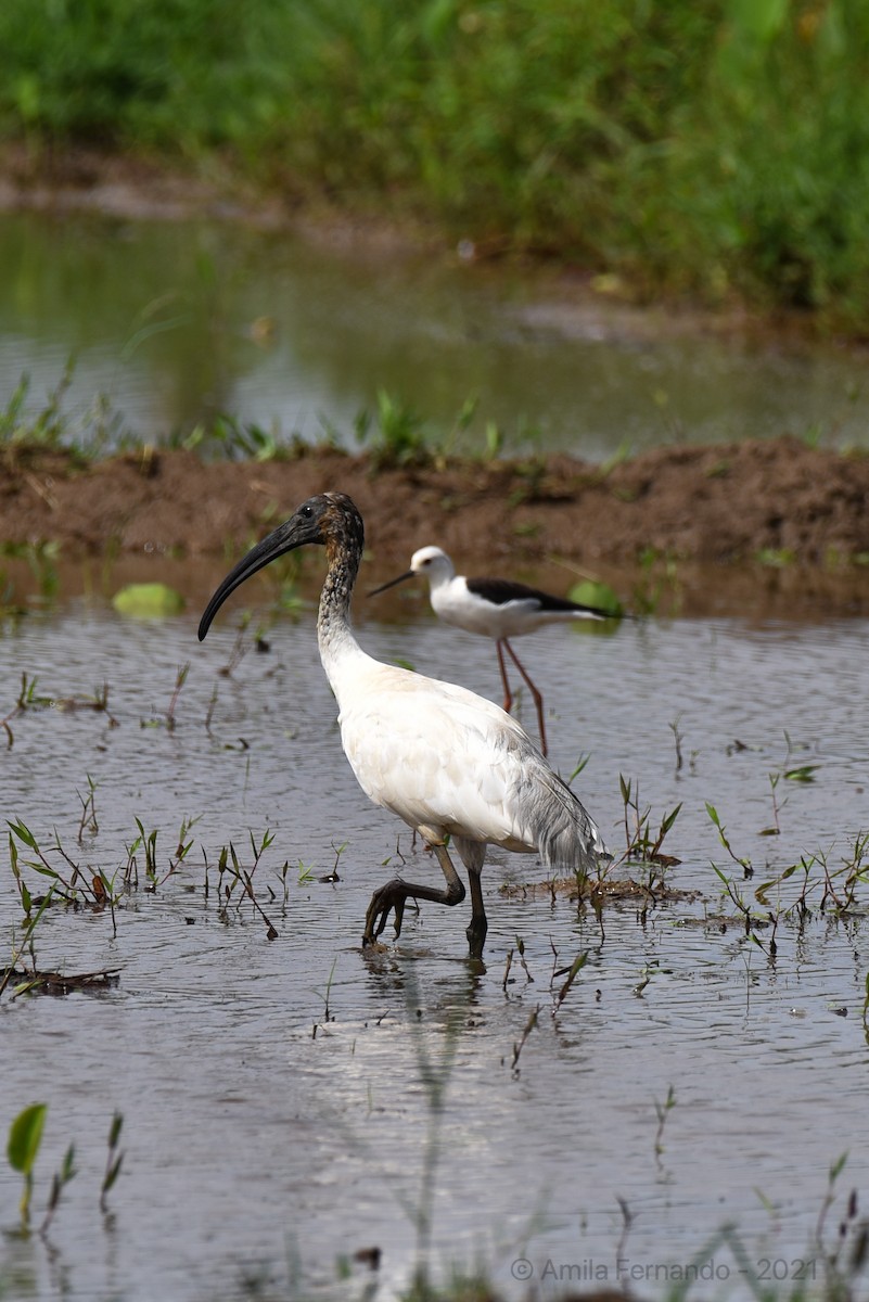 ibis černohlavý - ML383830611
