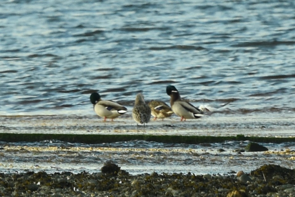 Mallard - ML383833401