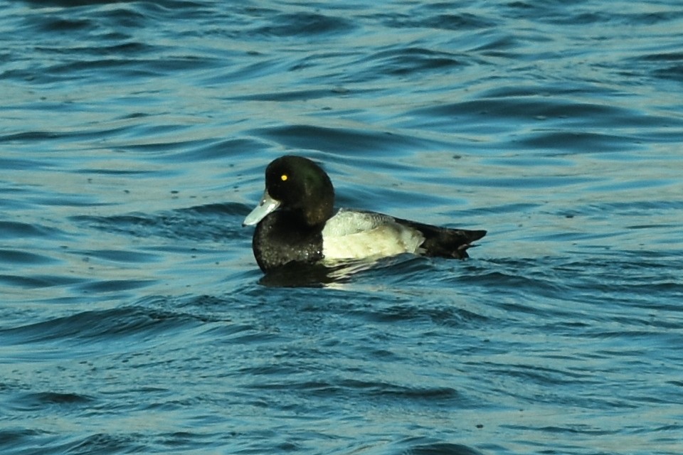 Greater Scaup - ML383833471