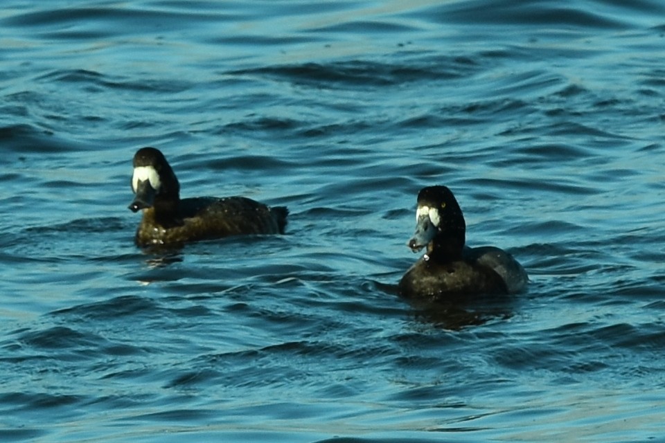 Greater Scaup - ML383833481