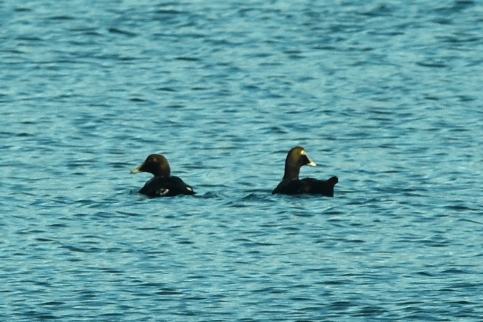 Common Eider - ML383833571