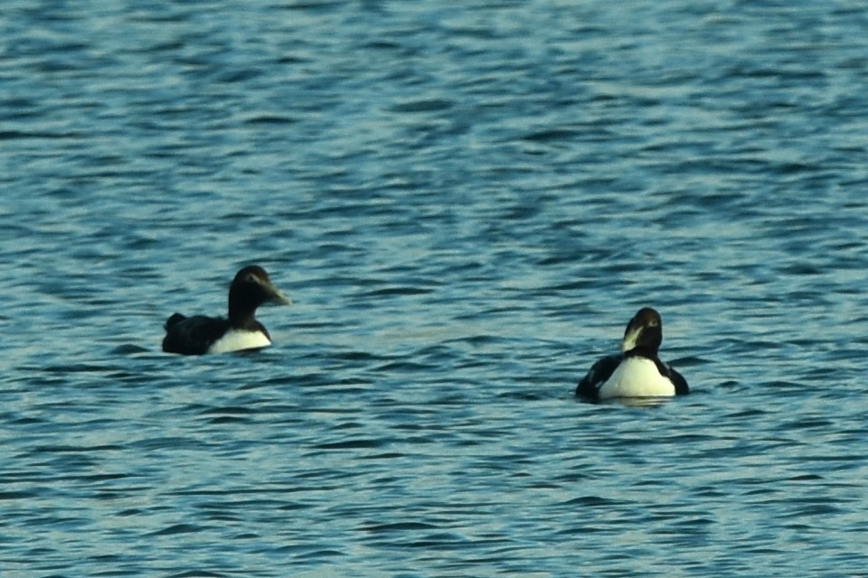 Common Eider - ML383833601