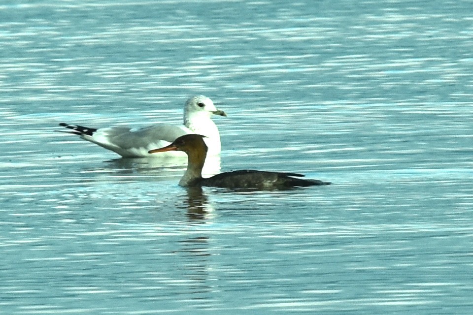Red-breasted Merganser - ML383833621