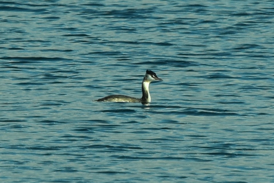 Great Crested Grebe - ML383833641