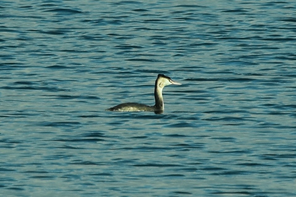 Great Crested Grebe - ML383833661