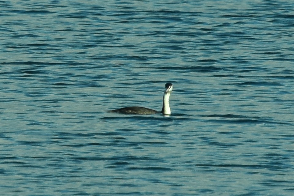 Great Crested Grebe - ML383833701