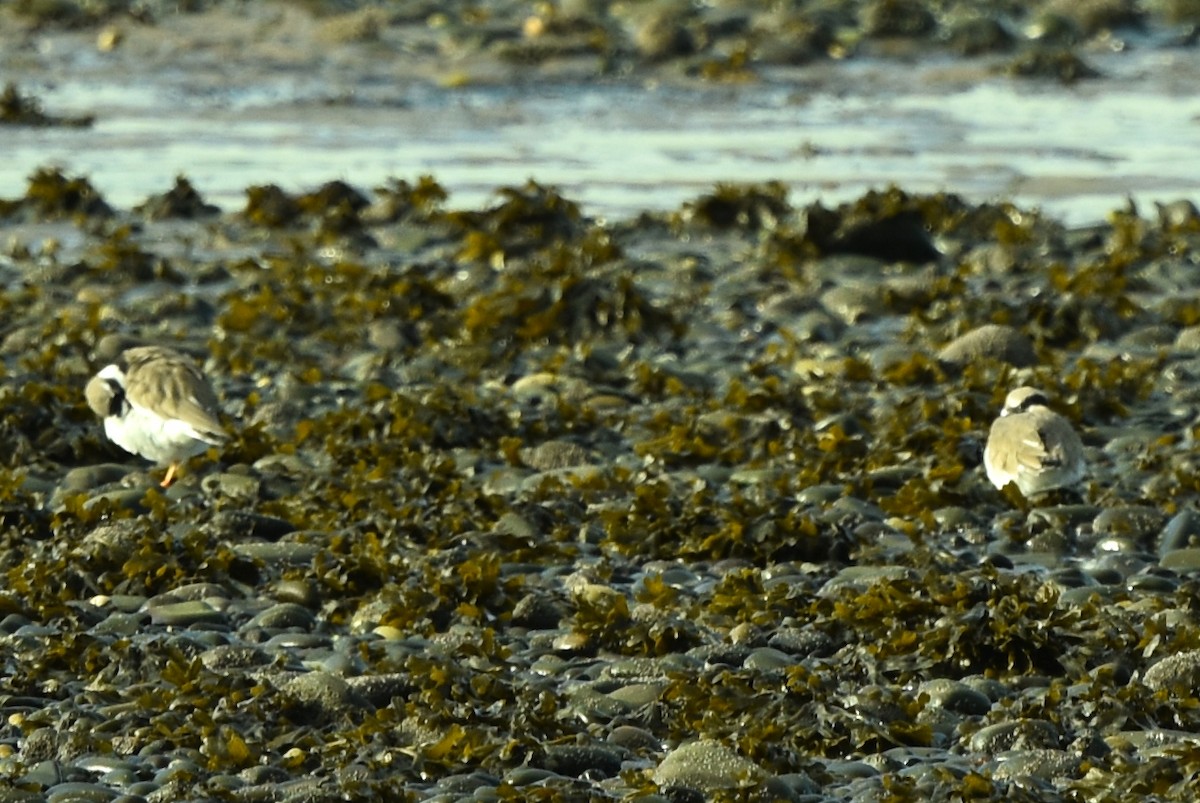 Common Ringed Plover - ML383833751