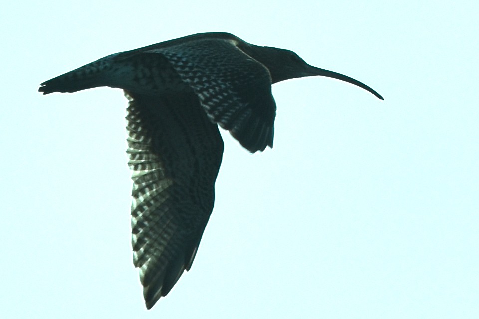 Eurasian Curlew - ML383833811