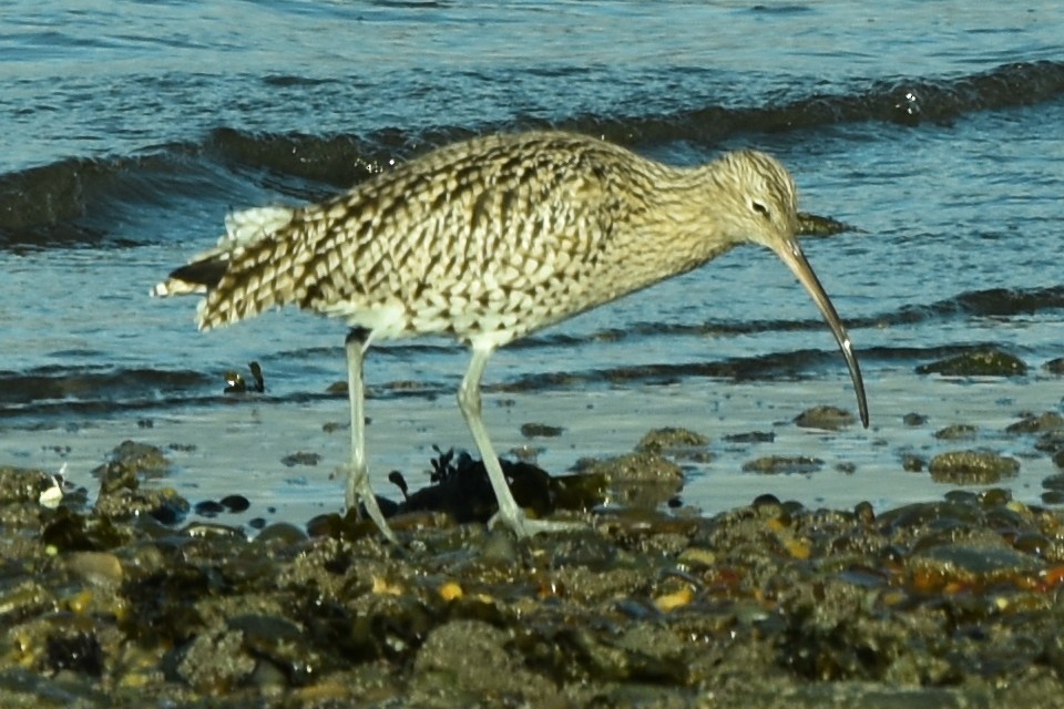 Eurasian Curlew - ML383834001
