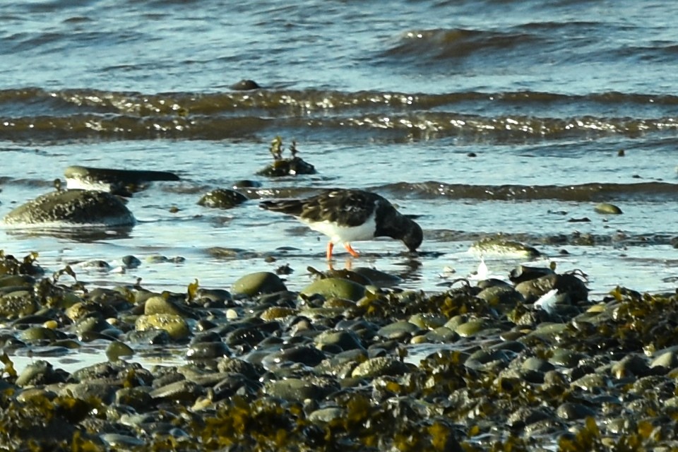 Ruddy Turnstone - ML383834021