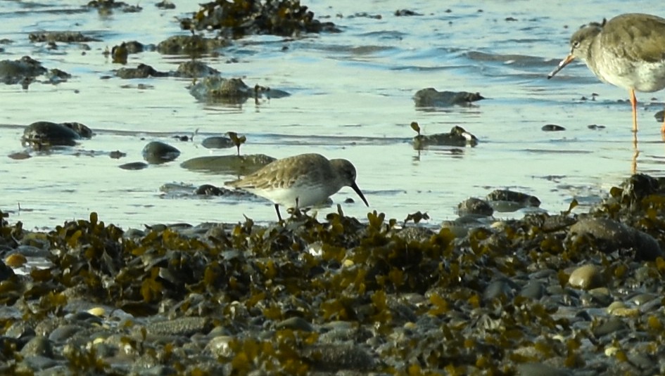 Dunlin - ML383834081