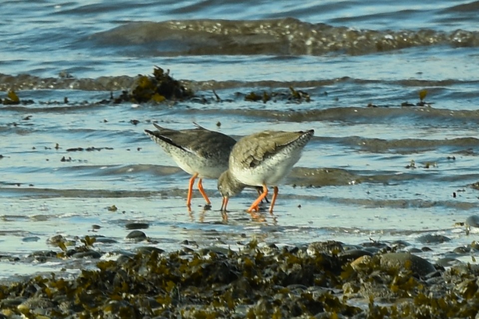 Common Redshank - ML383834191