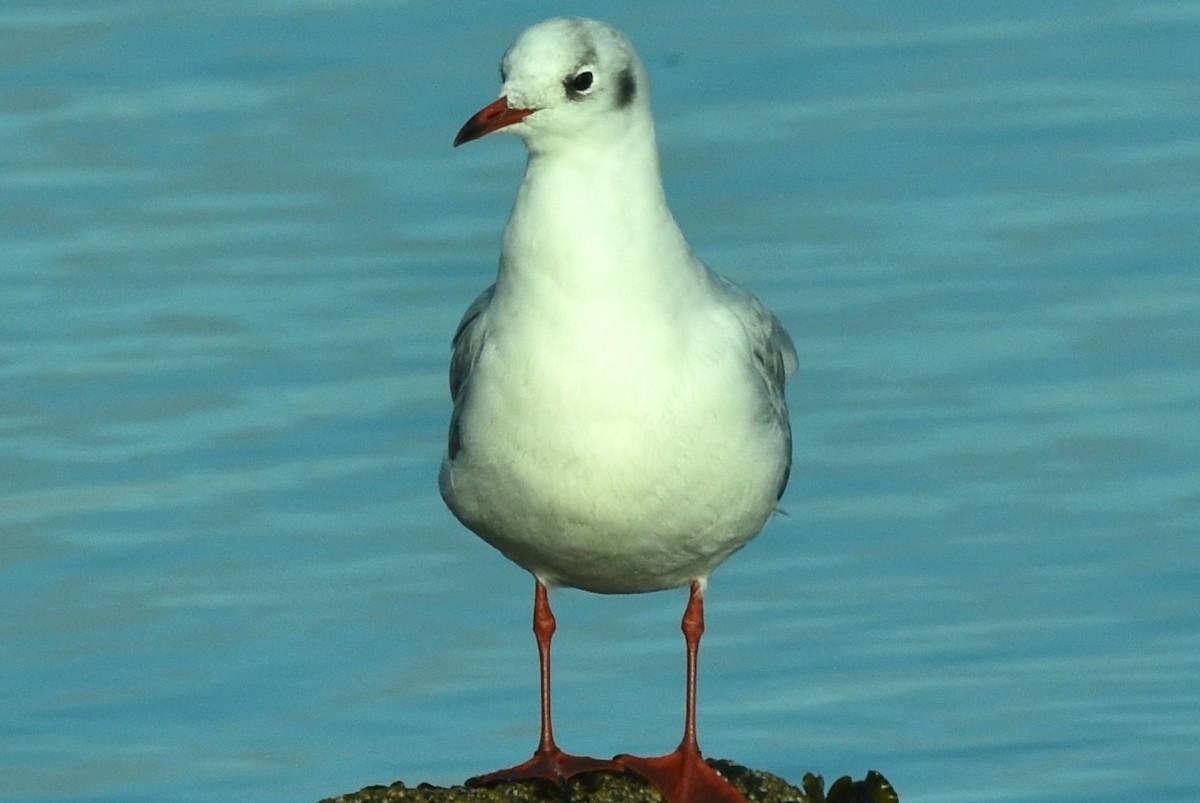 Black-headed Gull - ML383834241