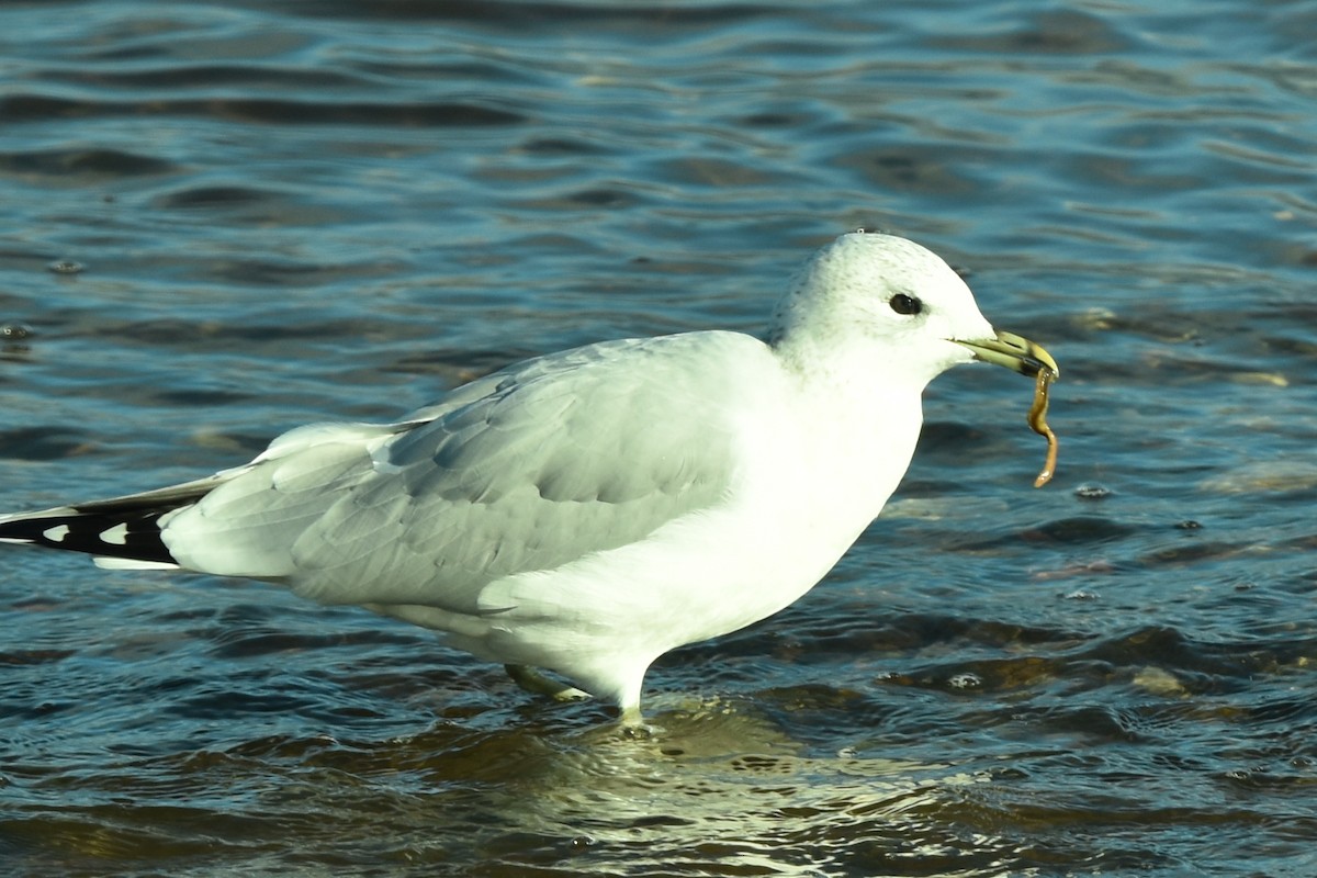 Common Gull - ML383834261
