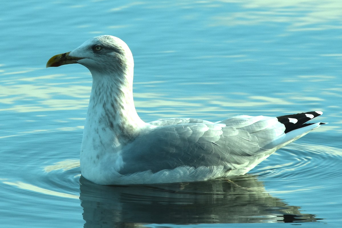 European Herring Gull - ML383834281