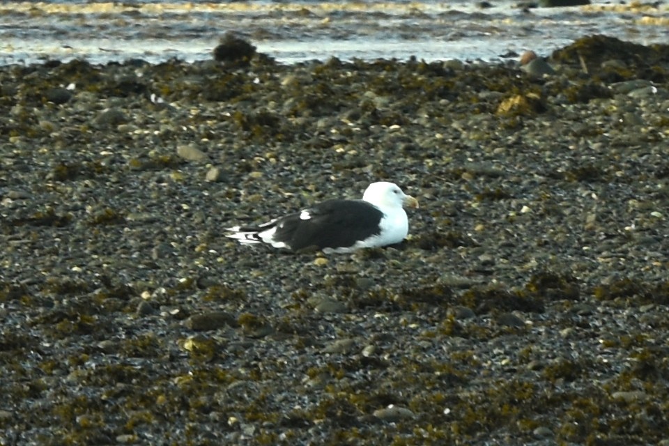 Great Black-backed Gull - ML383834311