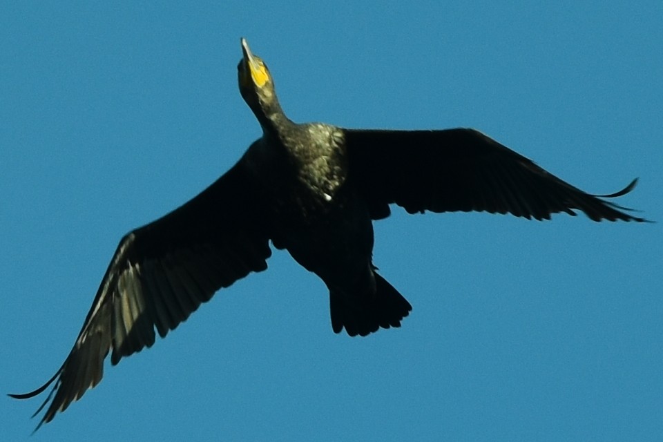 Great Cormorant - ML383834321