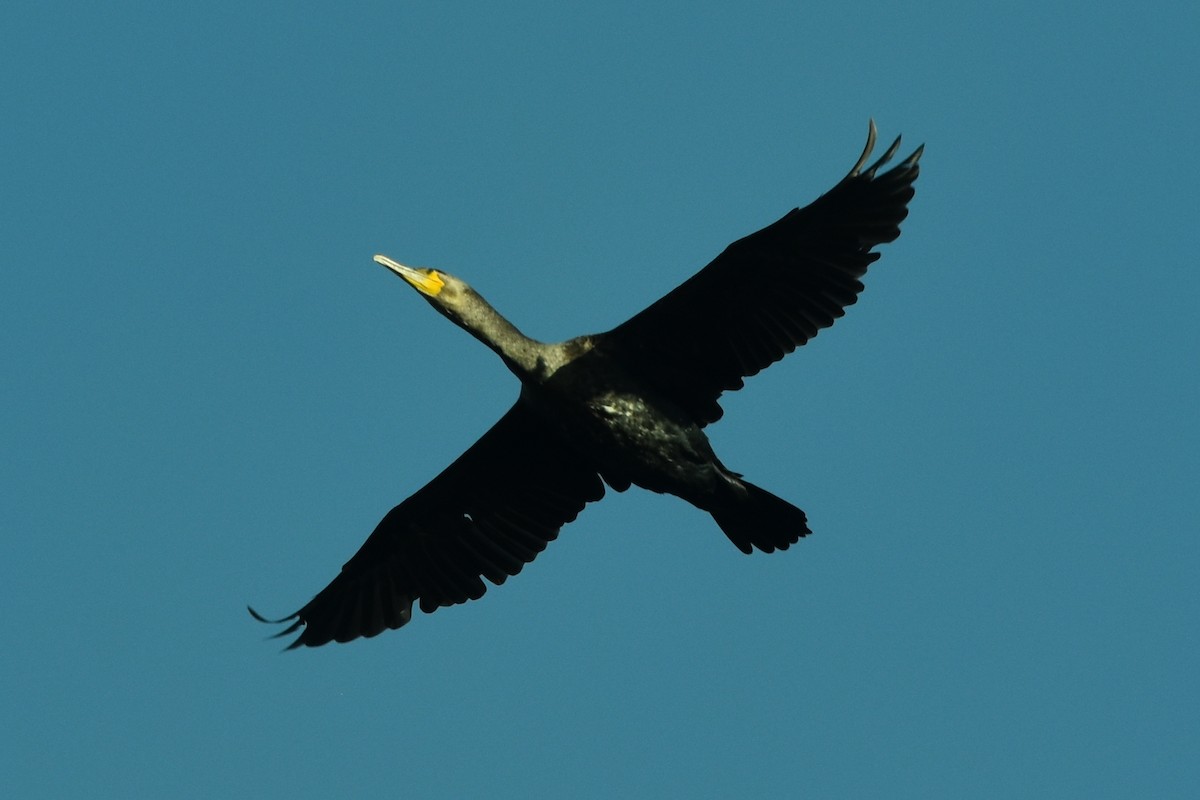 Great Cormorant - ML383834341