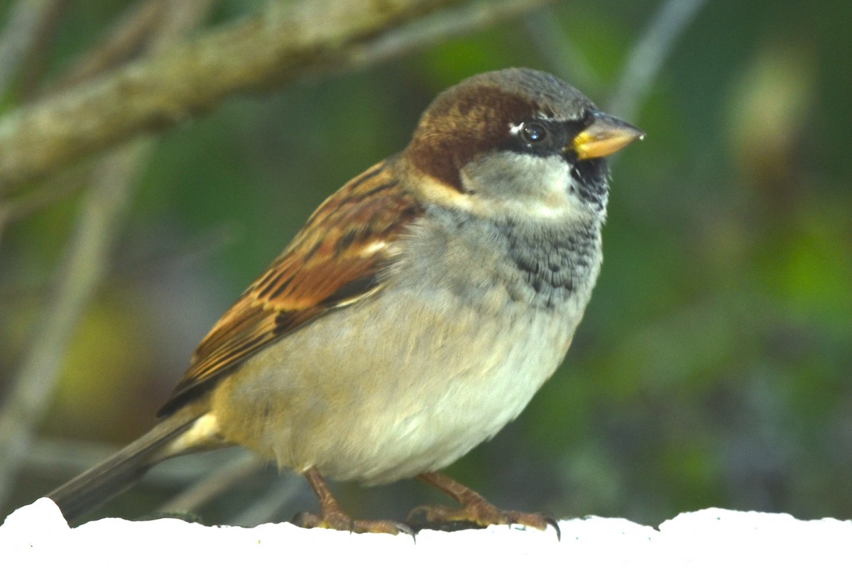 House Sparrow - ML383834401