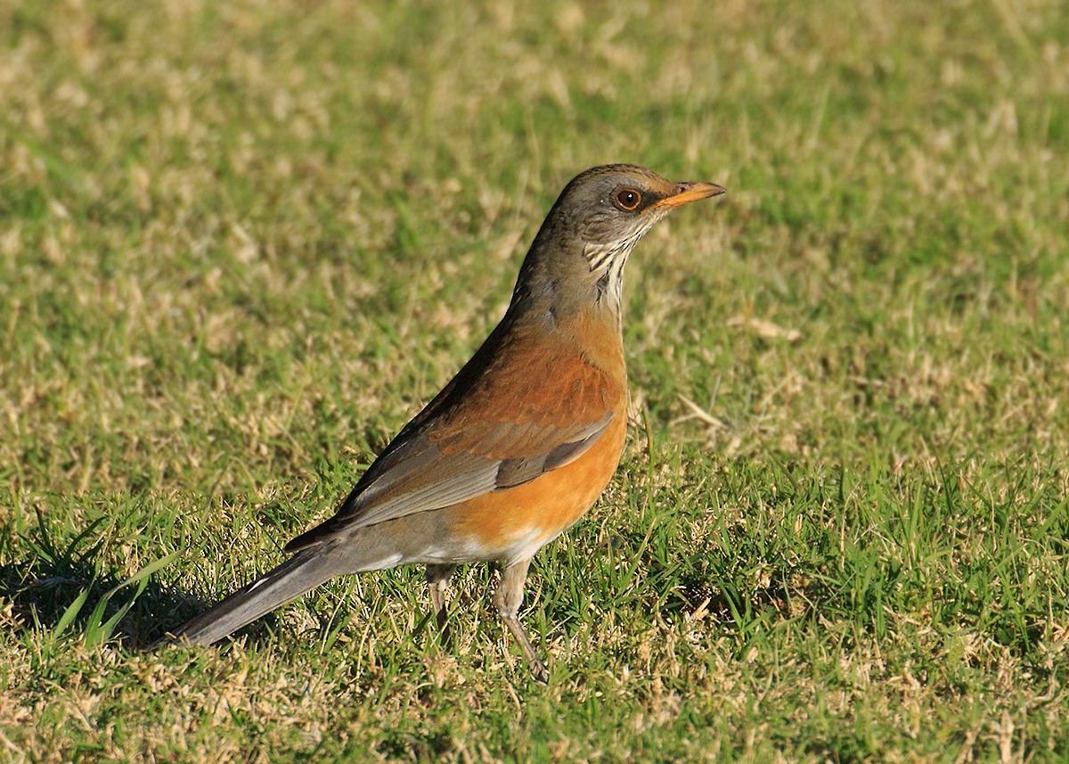 Rufous-backed Robin - ML383834521