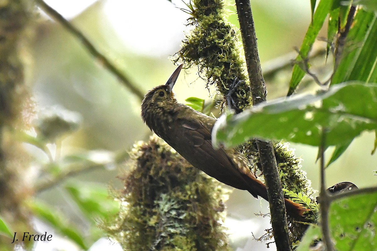 Spotted Woodcreeper - ML383835651