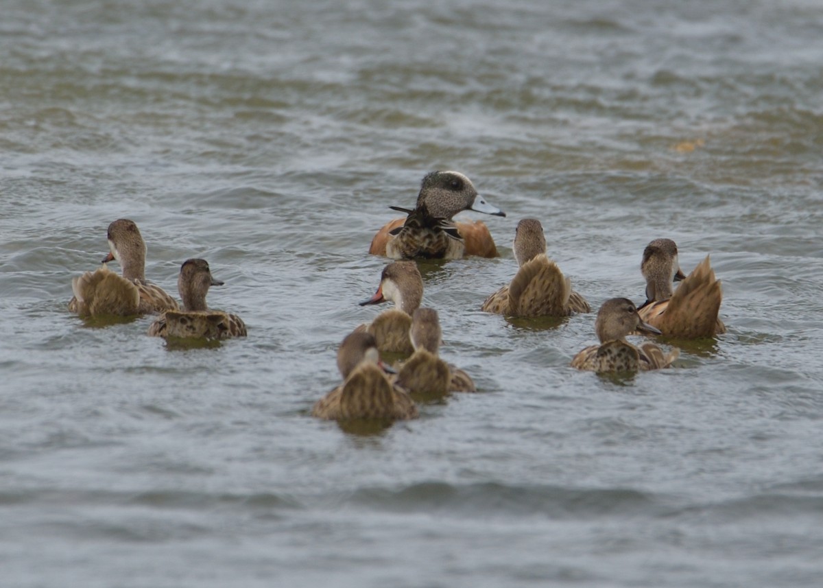 American Wigeon - ML383836371