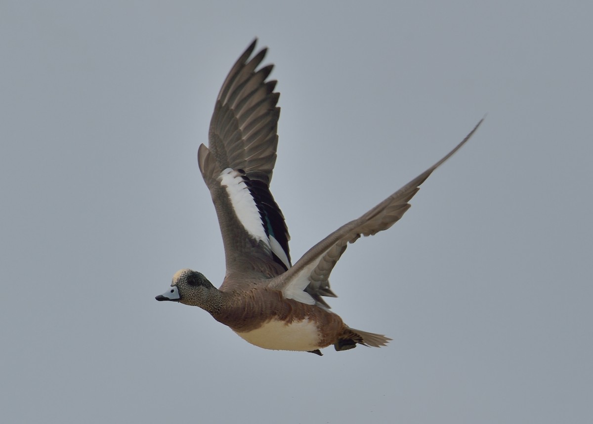 American Wigeon - Michiel Oversteegen