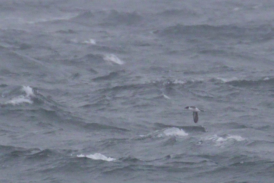 Dickschnabellumme - ML383838461