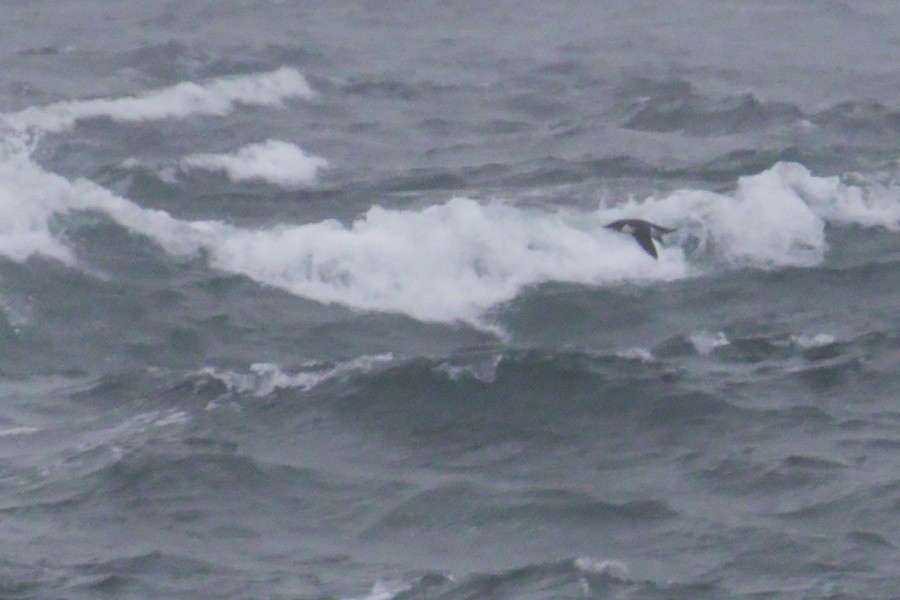 Dickschnabellumme - ML383838481