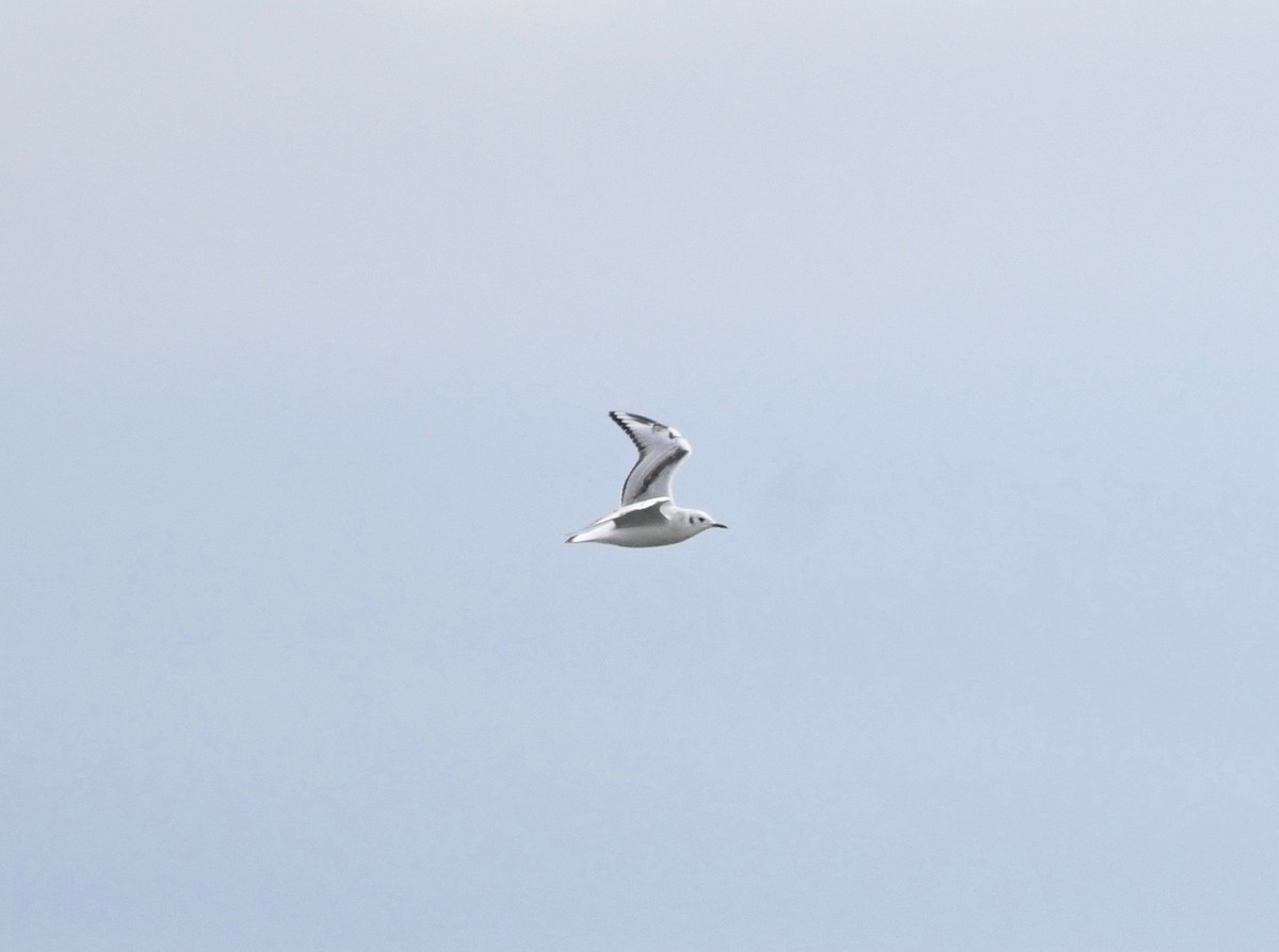 Bonaparte's Gull - ML383838601