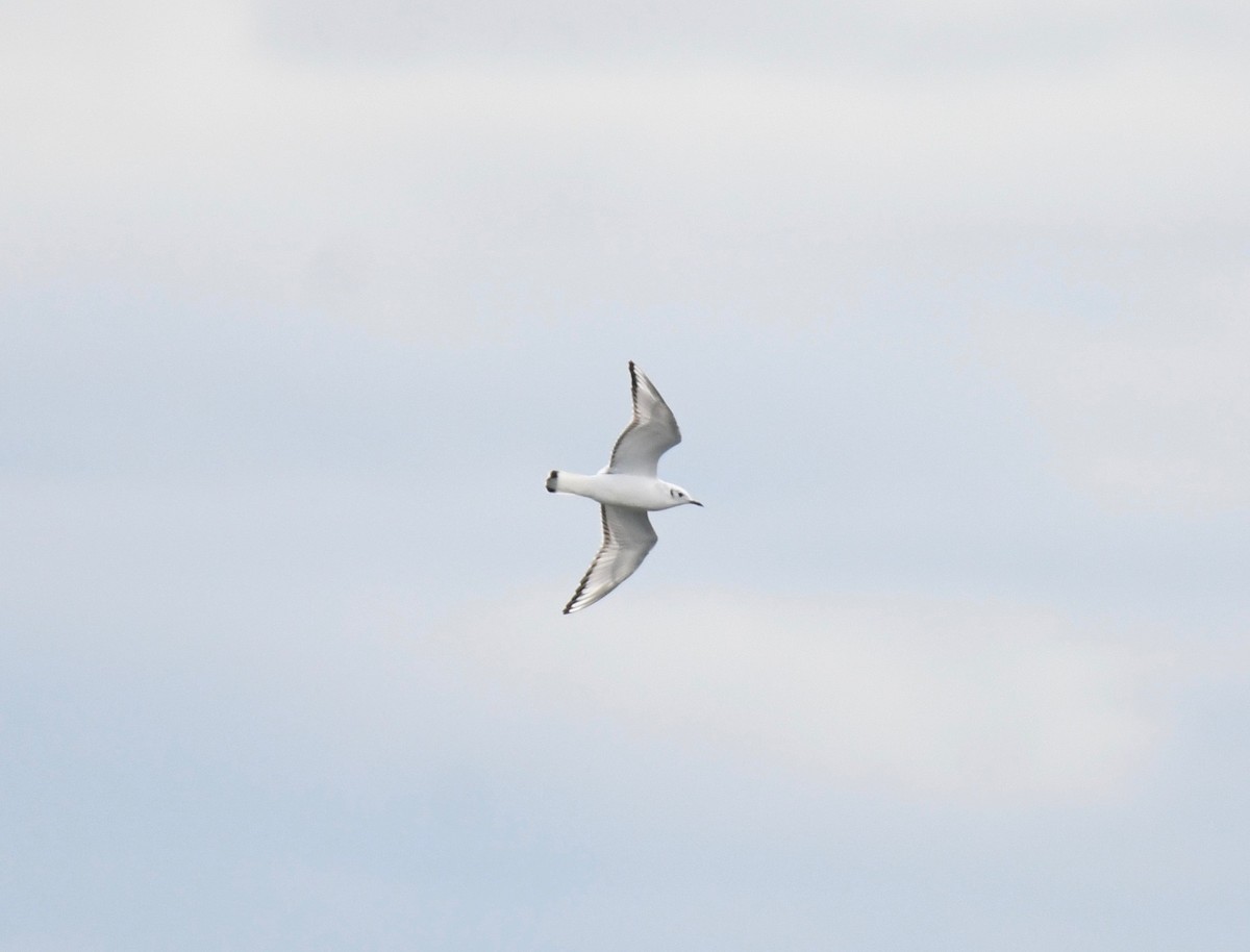 Bonaparte's Gull - ML383838611