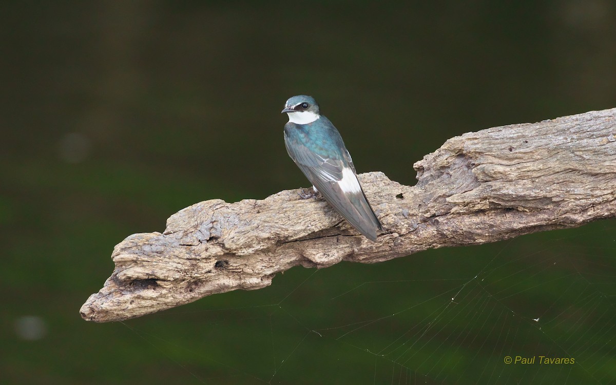 Mangrove Swallow - Paul Tavares