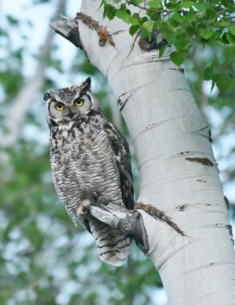 Great Horned Owl - ML383841521