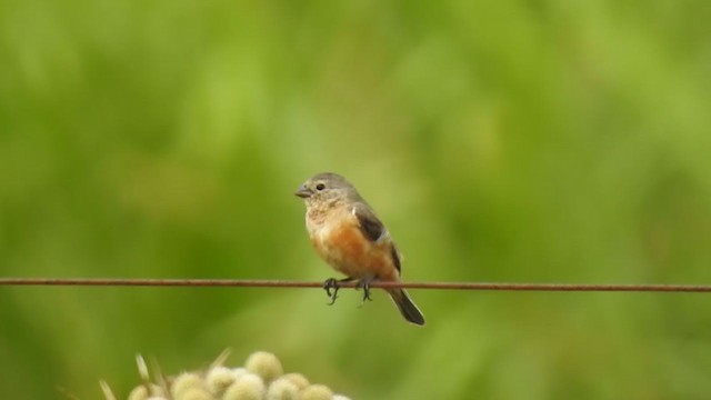 Tawny-bellied Seedeater - ML383842081