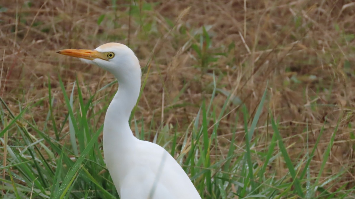 Western Cattle-Egret - ML383842441