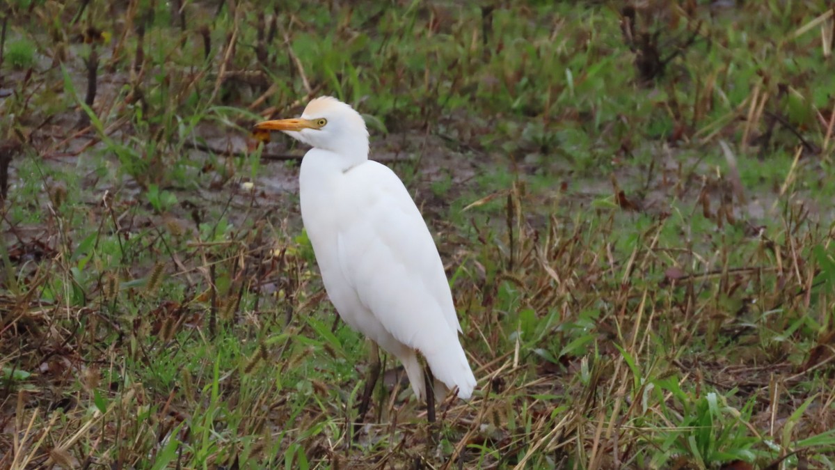 Western Cattle-Egret - ML383842621