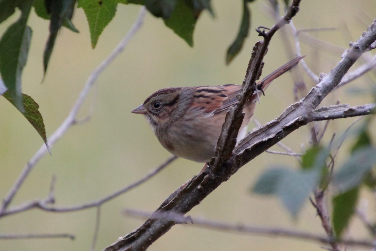 Swamp Sparrow - ML383843591