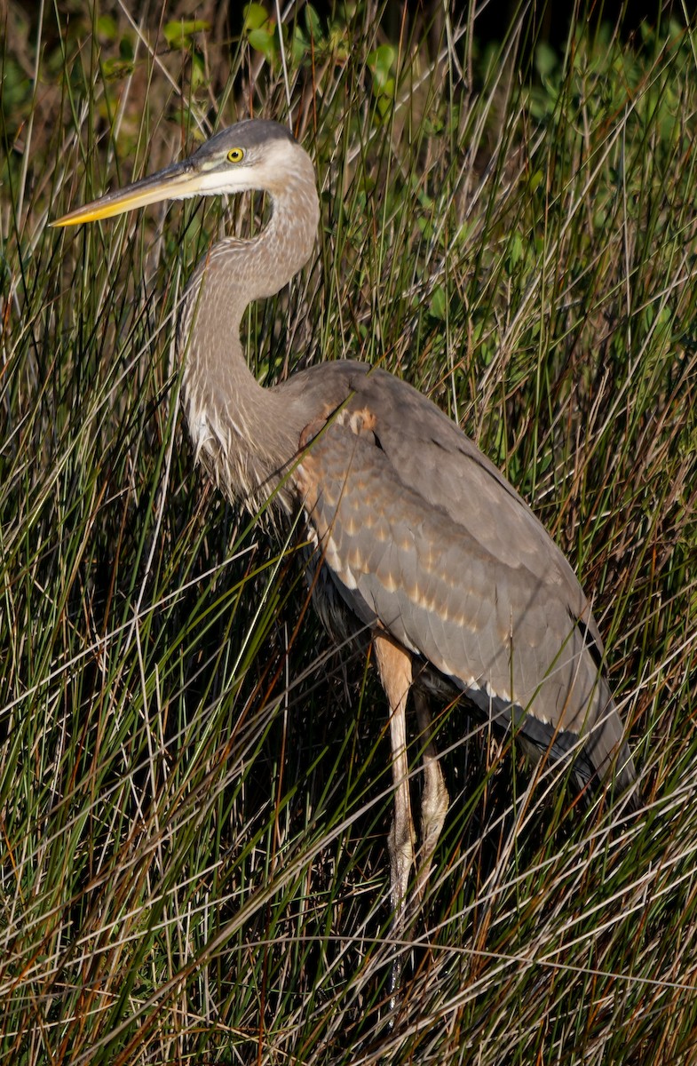 Great Blue Heron (Great Blue) - ML383844341