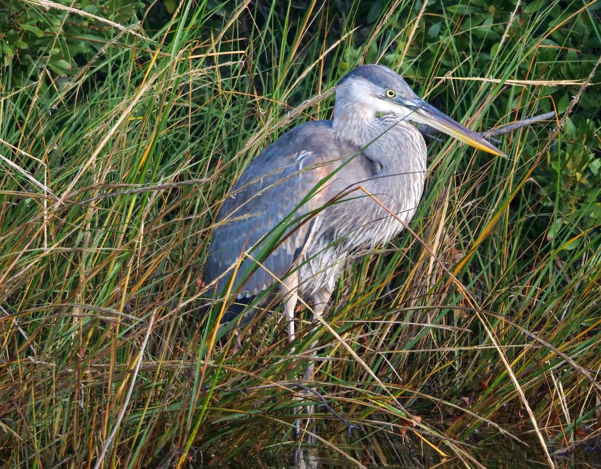 Great Blue Heron (Great Blue) - ML383844391