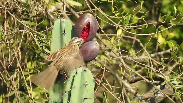 Rufous-collared Sparrow - ML383845171