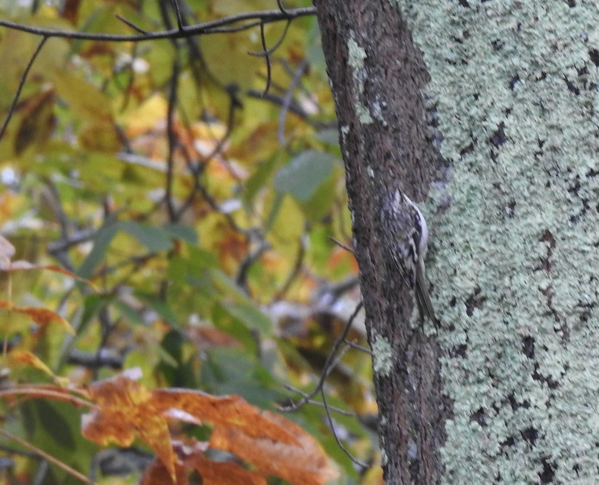 Brown Creeper - Vincent Glasser